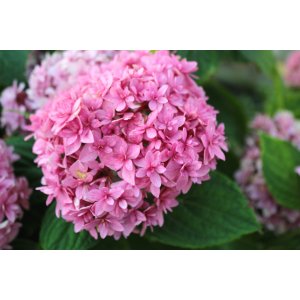 Hortenzia kalinolistá (Hydrangea macrophylla) ´PERFECTION® (You & Me)´ - výška 20-30 cm, Ø 20-30 cm, kont. C3L